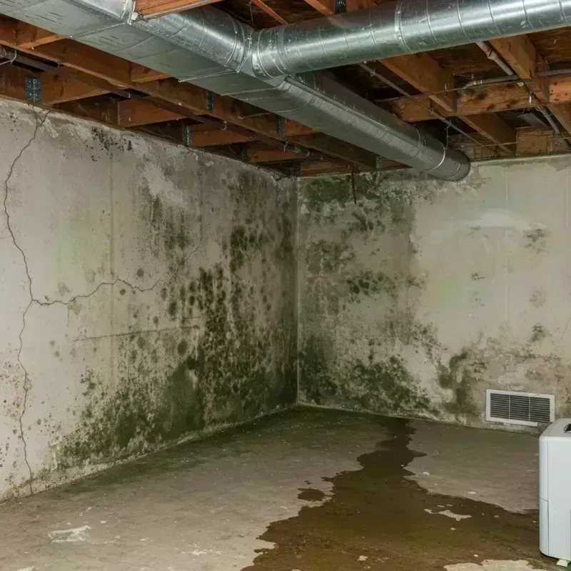 Professional Mold Removal in Moweaqua, IL